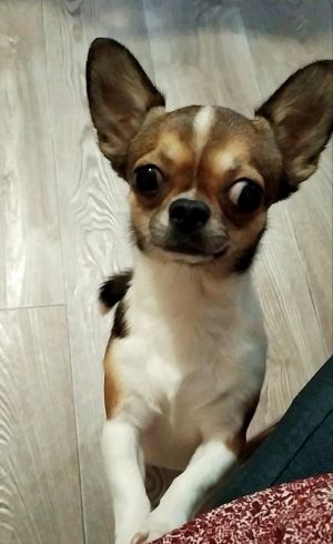 Dog Photo