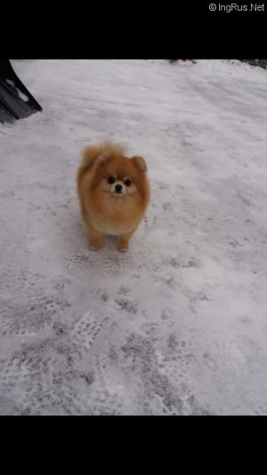 Dog Photo