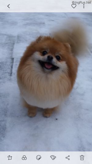 Dog Photo