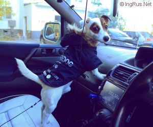 Dog Photo