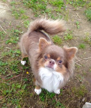Dog Photo