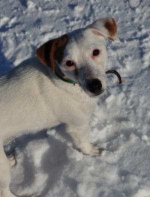 Dog Photo
