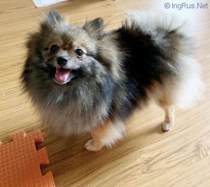 Dog Photo