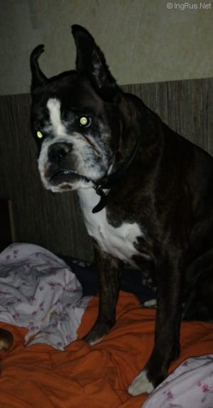 Dog Photo