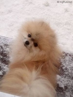 Dog Photo