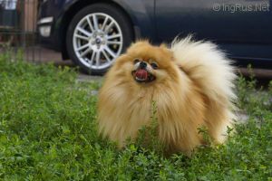 Dog Photo