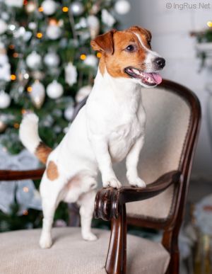 Dog Photo
