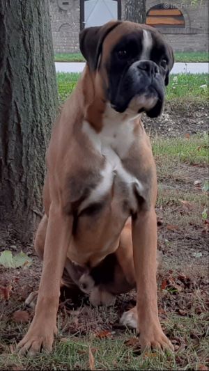 Dog Photo