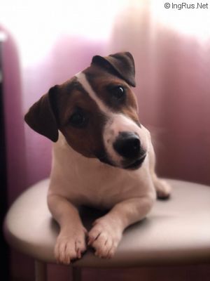 Dog Photo