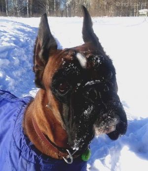Dog Photo