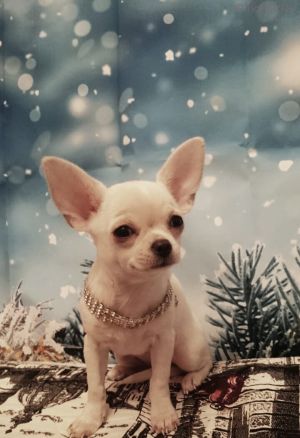 Dog Photo
