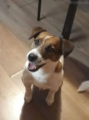 Dog Photo
