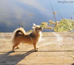 Dog Photo
