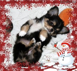 Dog Photo