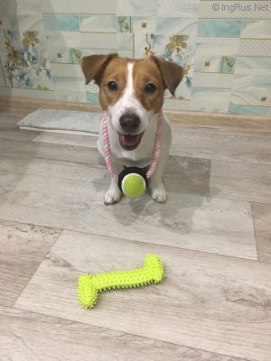 Dog Photo
