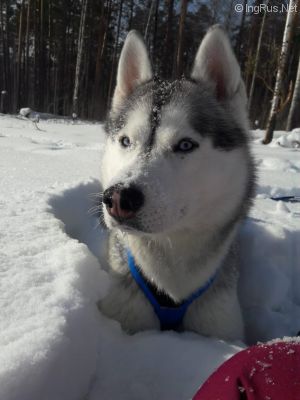 Dog Photo