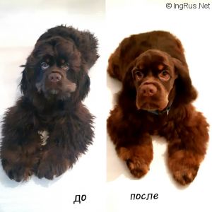 Dog Photo