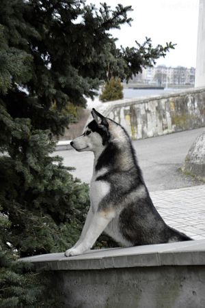 Dog Photo