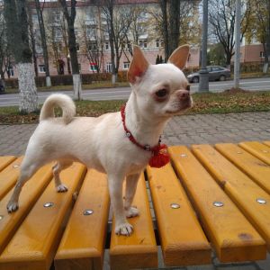 Dog Photo