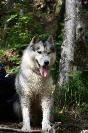 Dog Photo