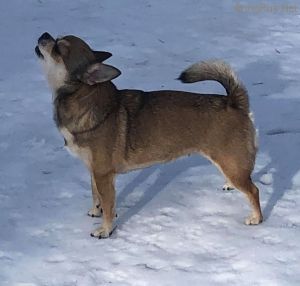Dog Photo