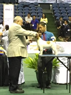 Dog Photo