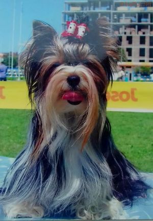 Dog Photo