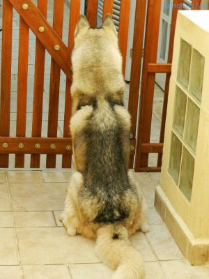 Dog Photo