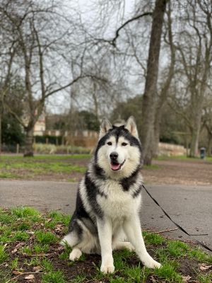 Dog Photo