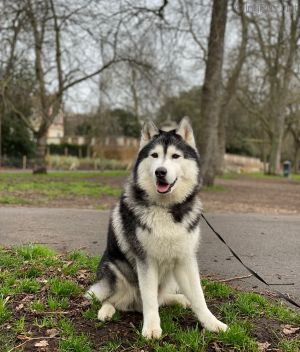 Dog Photo