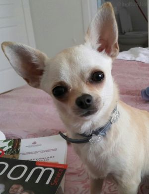 Dog Photo