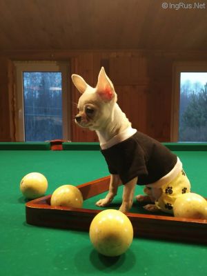 Dog Photo