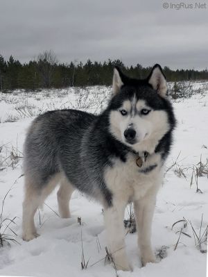 Dog Photo