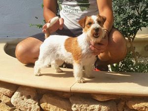 Dog Photo
