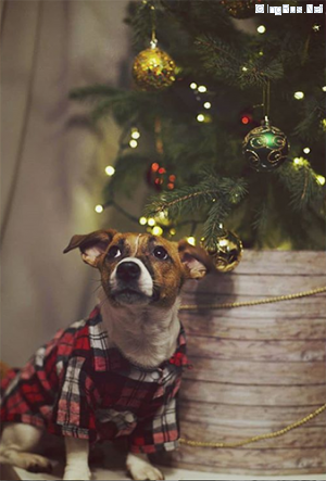 Dog Photo