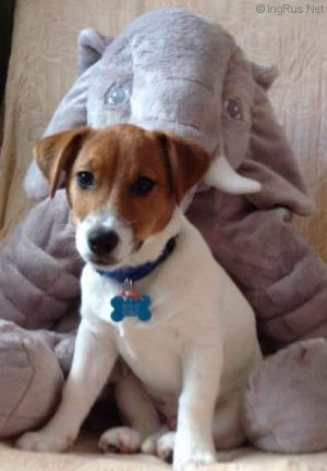 Dog Photo