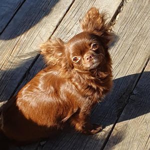Dog Photo