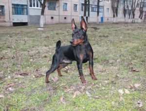 Dog Photo