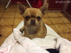 Dog Photo