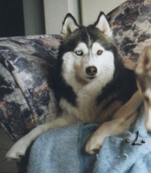 Dog Photo