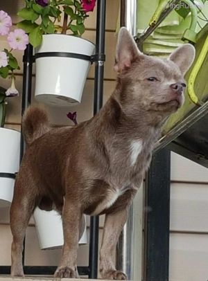 Dog Photo