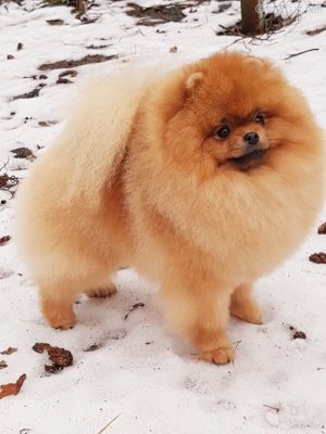 Dog Photo