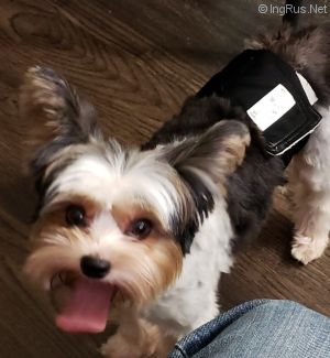 Dog Photo