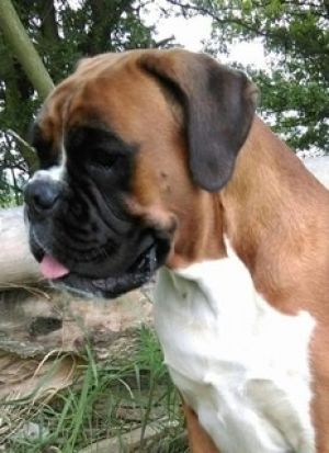 Dog Photo