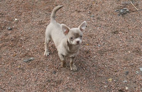 Dog Photo