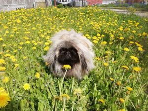 Dog Photo