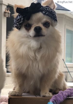Dog Photo