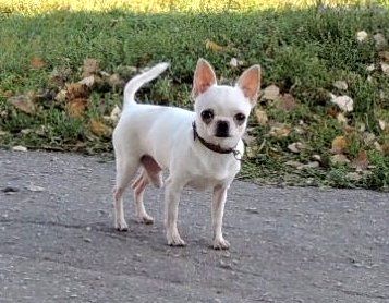 Dog Photo