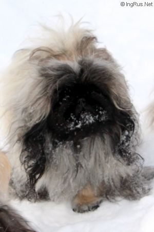 Dog Photo