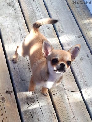 Dog Photo